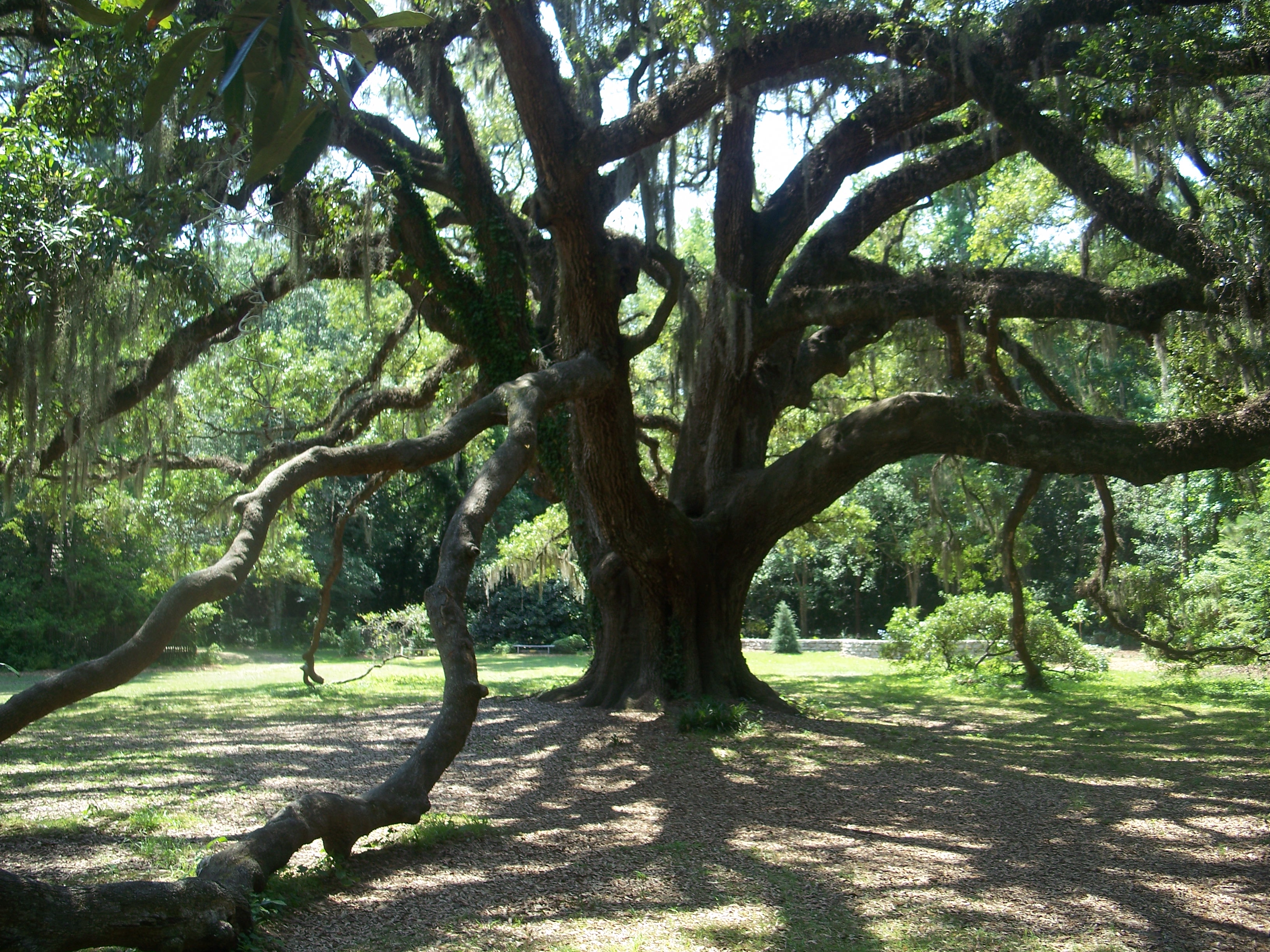 The Lichgate Oak in Tallahassee, Florida